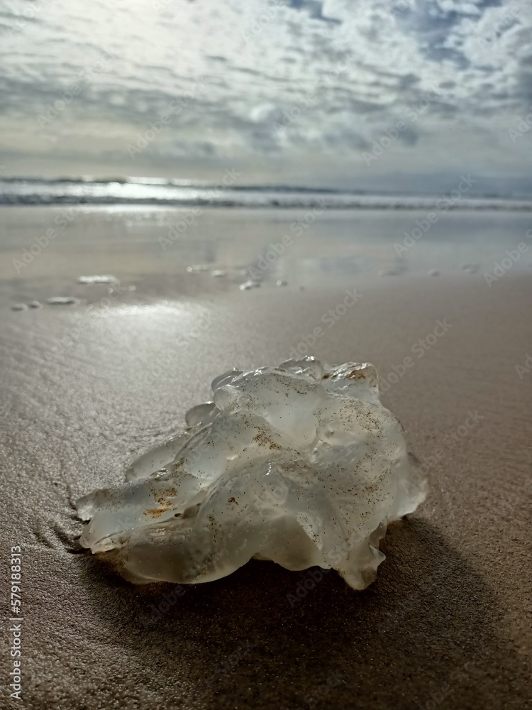 A transparent jellyfish lies on the sand on the beach in Lisbon on a sunny cloudy day A transparent jellyfish lies on the sand on the beach in Lisbon on a sunny cloudy day