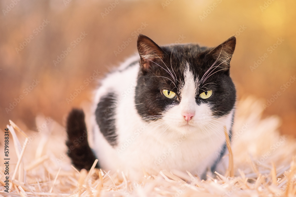 Black and white cat on hay. Portrait of a cute mixed breed cat. Black and white cat on hay. Portrait of a cute mixed breed cat.