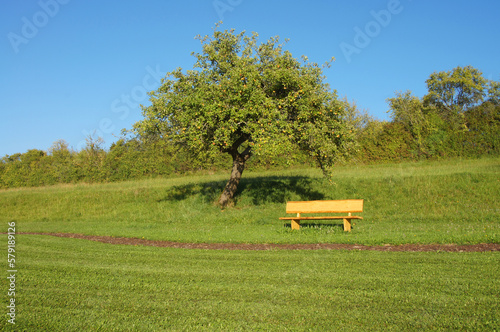 hiking trail - peaceful landscape with apple tree and bench