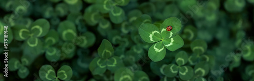 Unique find of a rare lucky four leaf clover with a little red ladybug or ladybird insect . Symbolizing luck, fortune, and prosperity.