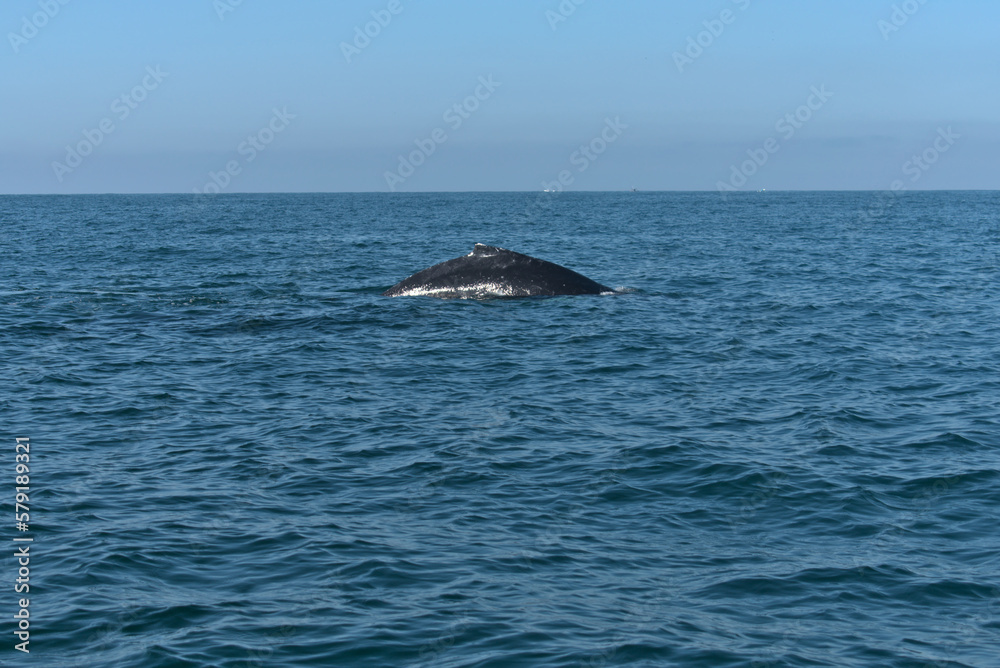 Back of a humpback whale leaning out of the sea