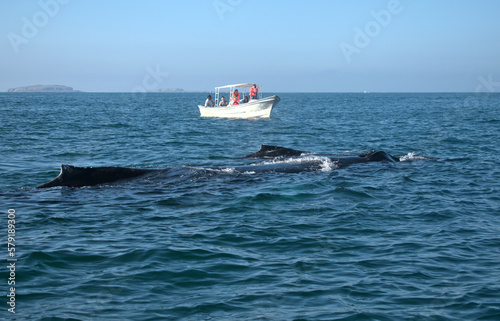 Humpback whale and calf coming up for air near a boat