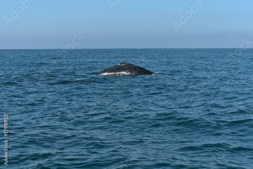 Back of a humpback whale leaning out of the sea