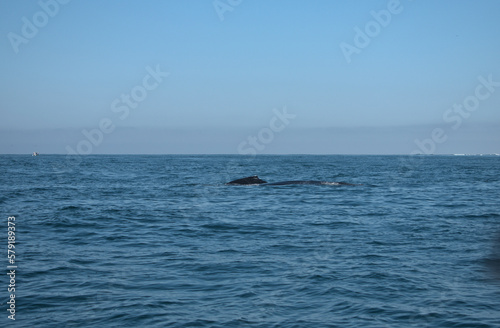 Back of a humpback whale and its calf in the sea
