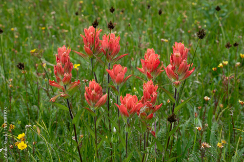 Red paintbrush wild flowers in a green meadow