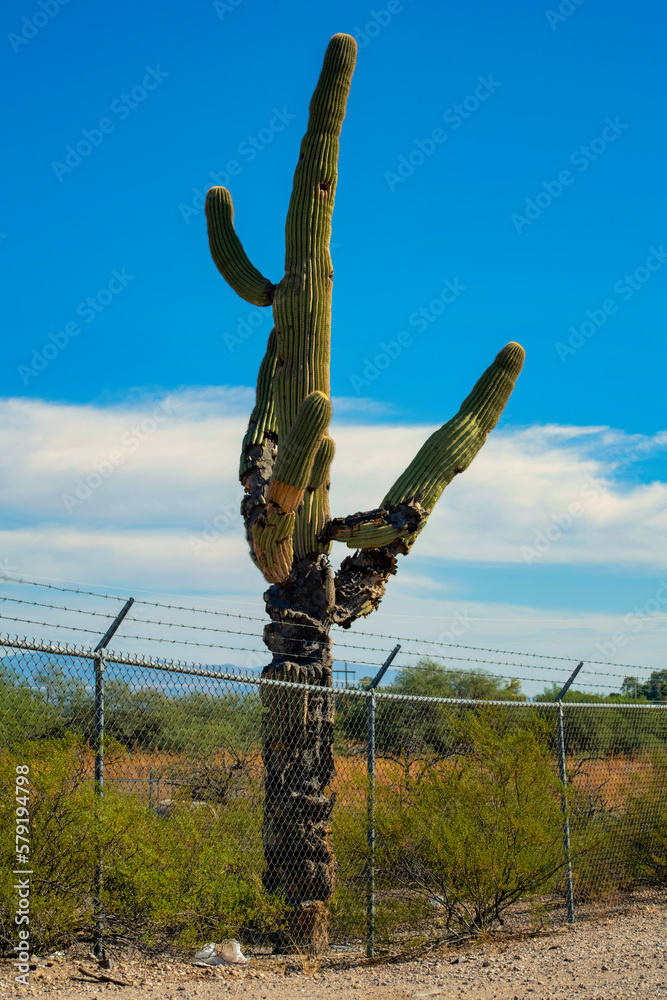 Tall dying saguaro cactus near barbed wite and chain link fence and arizona wilderness desert in sonora background Tall dying saguaro cactus near barbed wite and chain link fence and arizona wilderness desert in sonora background