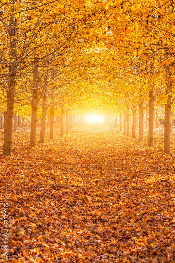 Fototapeta premium Autumn maple leaf forest color picture