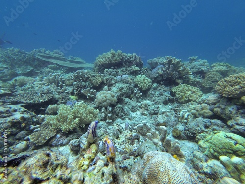 A coral reef in Riung on Flores.