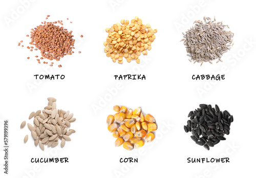 Set of vegetable seeds and its names on white background, top view. Tomato, paprika, cabbage, cucumber, corn and sunflower