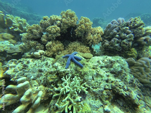 A blue starfish surrounded by a coral reef in Riung on Flores.