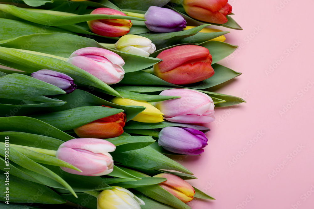 Obraz premium Beautiful colorful tulips on pale pink background