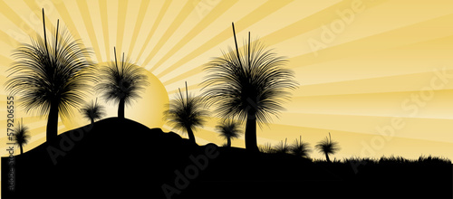 Grass tree or black boy tree at sunset
