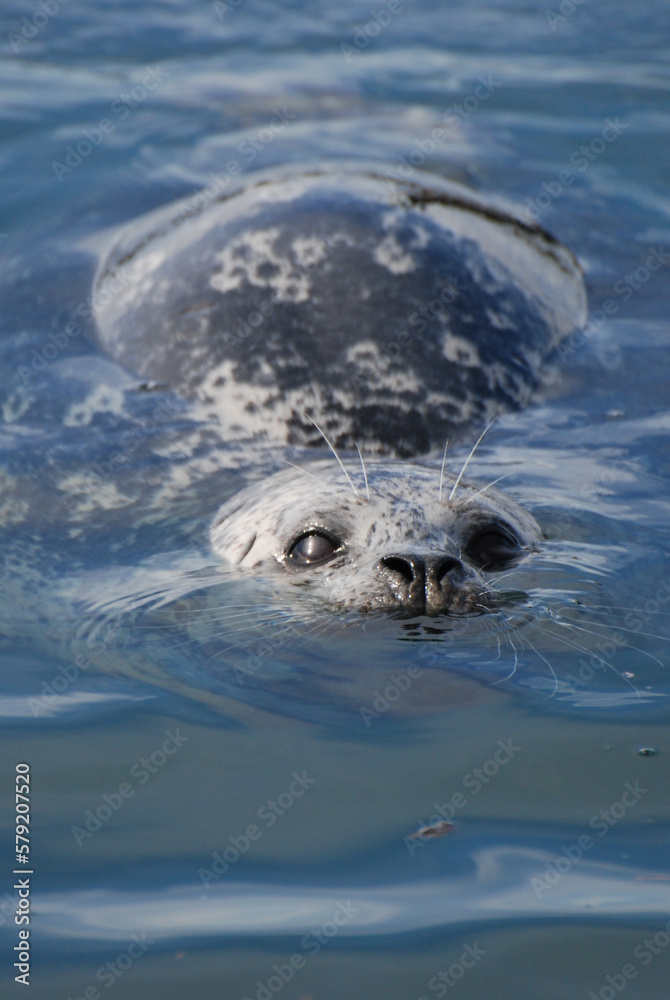 Obraz premium A Pacific harbor seal swims close to look for food