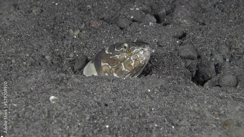 The sea eel burrowed into the sand at night, sticking out only its head. 
Many-Eyed Snake Eel (Ophichthus polyophthalmus) 63 cm. ID: yellow ocelli with dark borders. photo