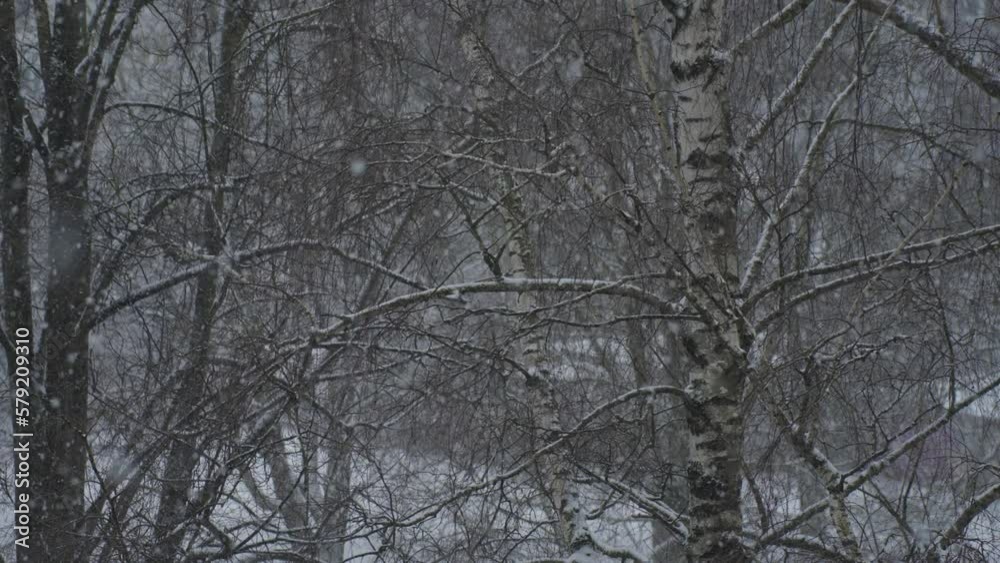 Peaceful Snowfall in Blizzard with Snow Flurries in Tree Forest during Winter Peaceful Snowfall in Blizzard with Snow Flurries in Tree Forest during Winter