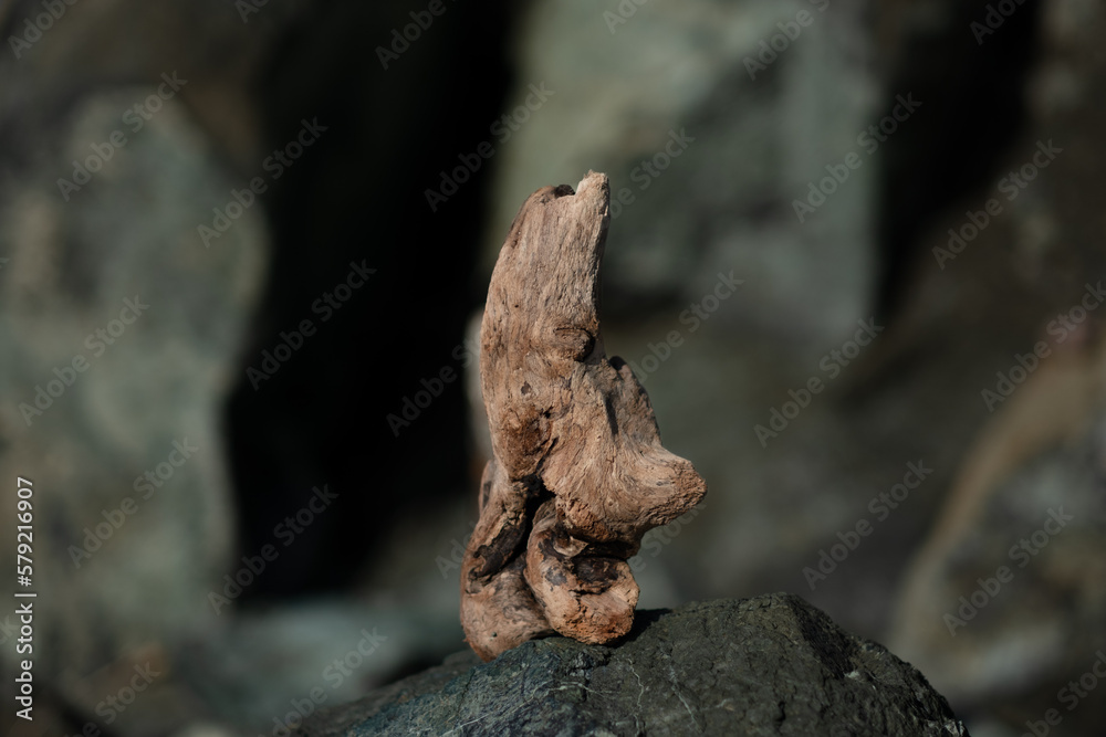 Driftwood along the California coast.