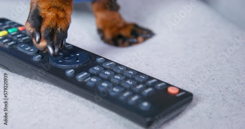 Dachshund paw presses bunch of buttons on remote control from TV in apartment. Domestic dog wants to watch interesting movie on television photo