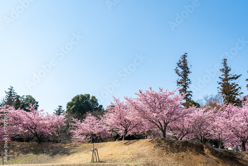 松ヶ崎城址の河津桜・千葉県柏市