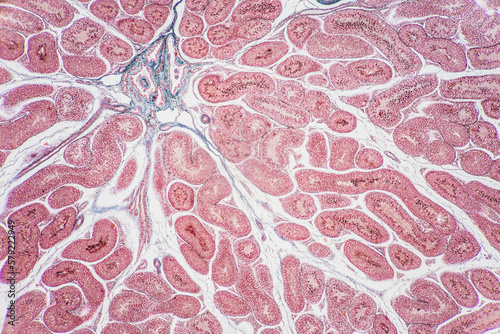 Anatomy and Histological Uterine tube, Uterus, Vagina, Ovary and Testis Rabbit cells under microscope. photo