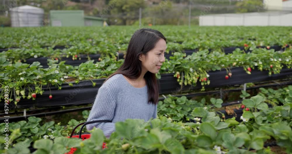 Happy girl harvesting fresh strawberries Happy girl harvesting fresh strawberries