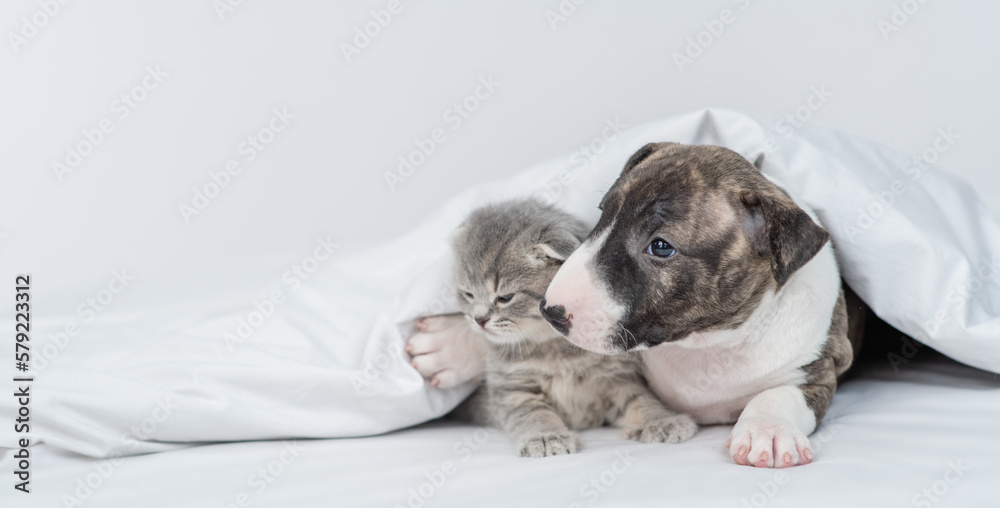 Friendly Miniature Bull Terrier puppy and tiny kitten sit together under warm white blanket on a bed at home and look away on empty space Friendly Miniature Bull Terrier puppy and tiny kitten sit together under warm white blanket on a bed at home and look away on empty space