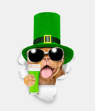 Saint Patrick's Day concept. Happy mastiff puppy wearing sunglasses and hat of the leprechaun with a glass of green beer looks through the hole in white paper
