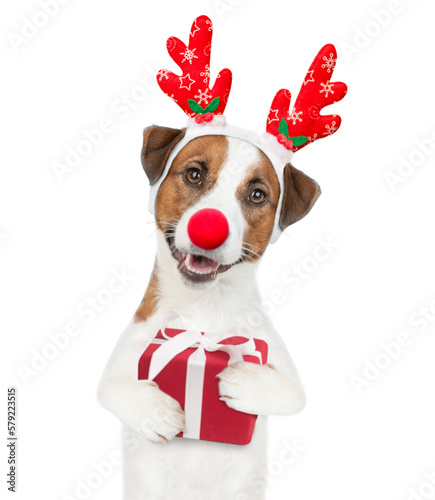 Jack russell terrier puppy dressed like santa claus reindeer Rudolf holds gift box. isolated on white background © Ermolaev Alexandr