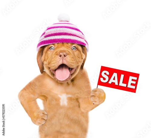 Happy mastiff puppy wearing warm hat with pompon holds signboard with labeled "sale". isolated on white background