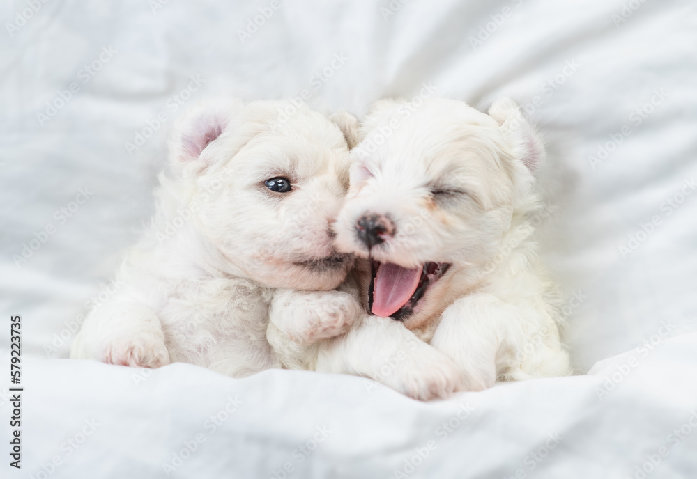 Two playful Bichon Frise puppy lying under white blanket on a bed at home. Top down view Two playful Bichon Frise puppy lying under white blanket on a bed at home. Top down view