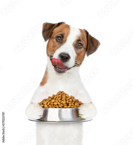 Licking Jack Russell Terrier puppy holds bowl of dry dog food. isolated on white background