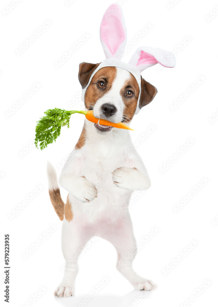 Jack russell terrier puppy wearing easter rabbits ears holds carrot in it mouth. Isolated on white background Jack russell terrier puppy wearing easter rabbits ears holds carrot in it mouth. Isolated on white background