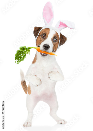 Jack russell terrier puppy wearing easter rabbits ears holds carrot in it mouth. Isolated on white background © Ermolaev Alexandr