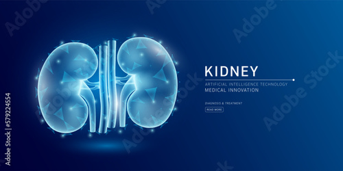 Website template. Human kidney anatomy translucent low poly triangles. Futuristic glowing organ hologram on dark blue background. Medical innovation diagnosis treatment concept. Banner vector.