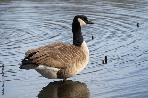 country goose swimming in the lake © Jeff Zhou