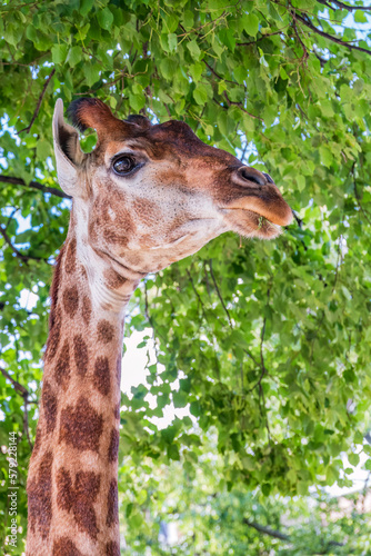 Close-up giraffe head on green leaves background © Dmitrii Potashkin