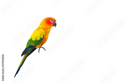 Colorful Sun conure parrot isolated on transparent background png file