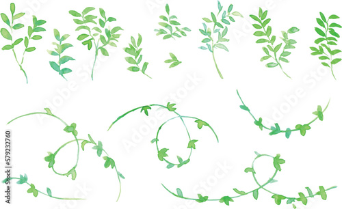                                                                                                                Watercolor painting. Hand drawn plant vector illustration with watercolor touch. Illustration of hand-drawn ivy.