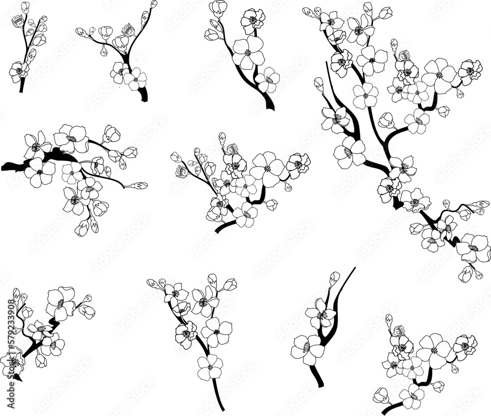 Cherry Blossom Vector Illustration On White Isolated Peach Blossom For cherry-blossom-vector-illustration-on-white-isolated-peach-blossom-for