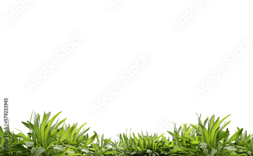 Foreground green leaf on transparent background  3d render illustration.