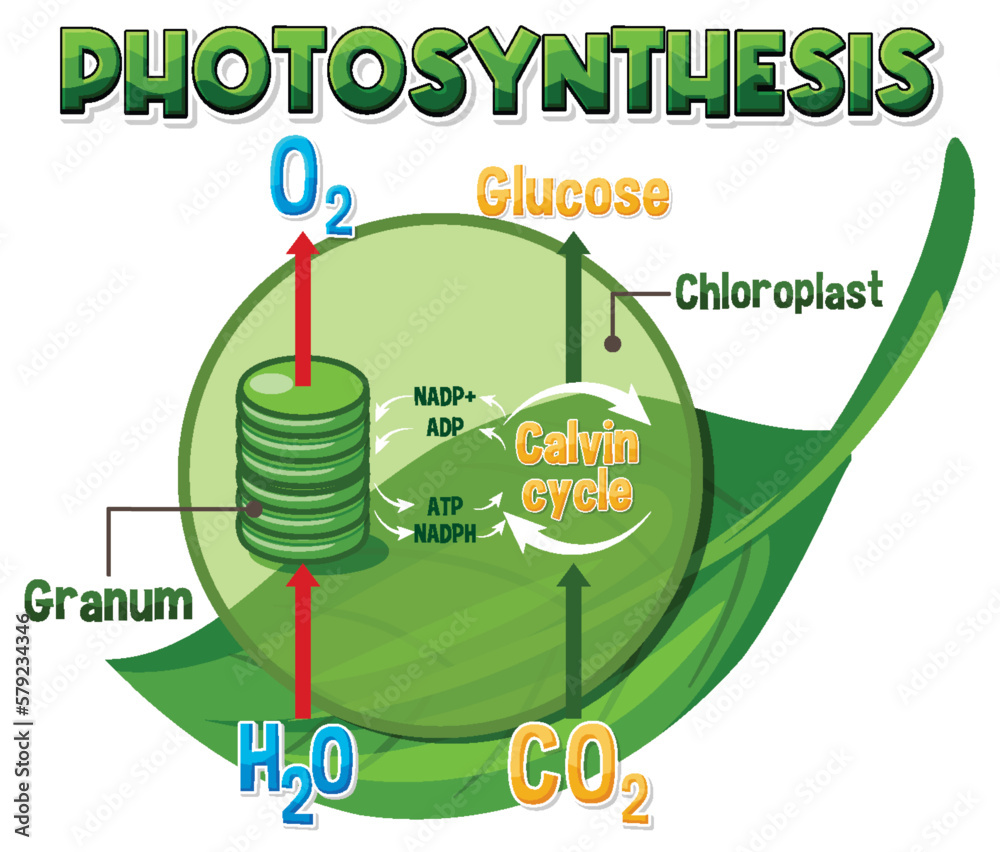 Diagram of Photosynthesis for biology and life science education Stock