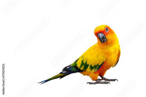 Obraz na płótnie Colorful Sun conure parrot isolated on transparent background png file