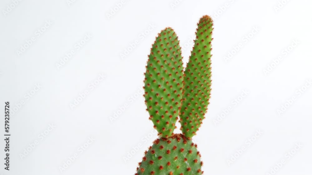 Rotating Cactus, Cactus Opuntia, Bunny ears cactus in pot on white background. beautiful houseplant Rotating Cactus, Cactus Opuntia, Bunny ears cactus in pot on white background. beautiful houseplant