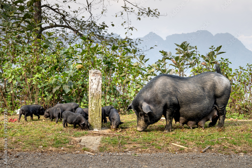 A herd of pigs is grazed freely in the Ta Xua mountains of Son La province, Vietnam A herd of pigs is grazed freely in the Ta Xua mountains of Son La province, Vietnam