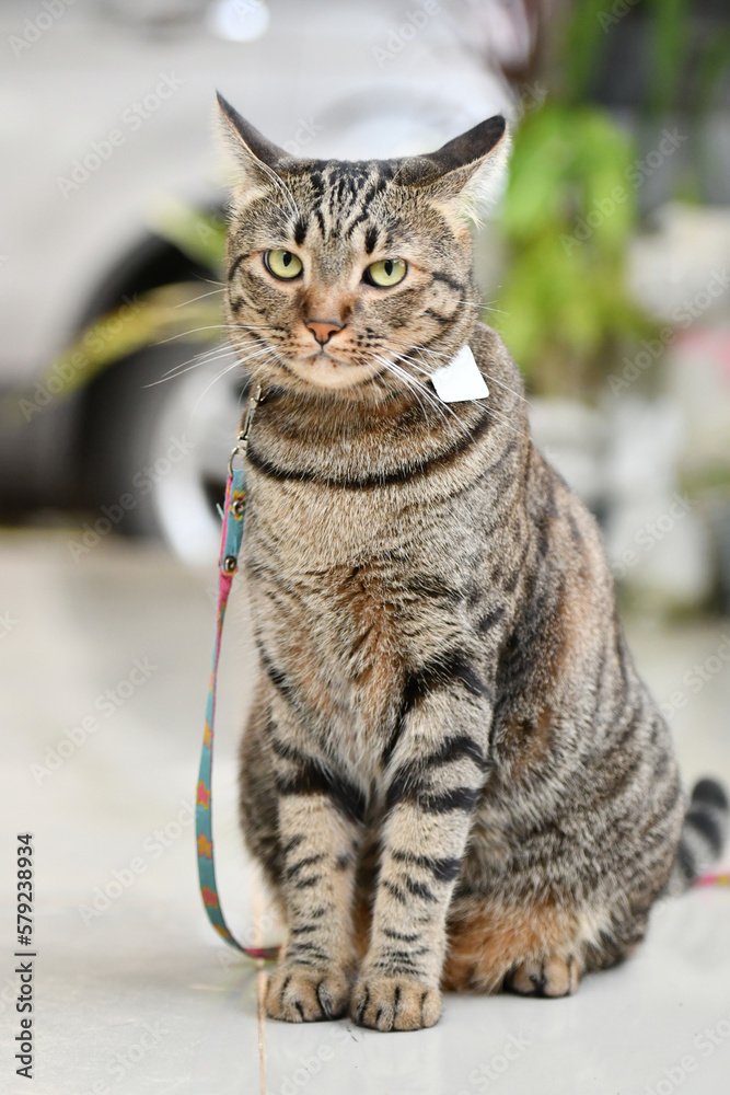 Fototapeta premium Tabby cat it is chained