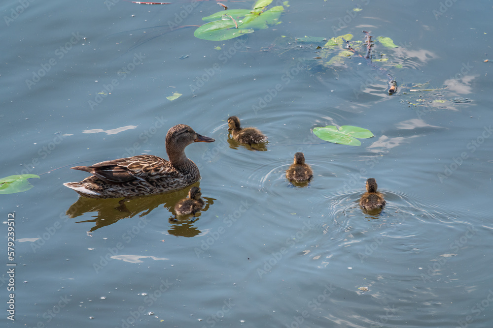 A family of ducks, a duck and its little ducklings are swimming in the water. The duck takes care of its newborn ducklings. Mallard, lat. Anas platyrhynchos A family of ducks, a duck and its little ducklings are swimming in the water. The duck takes care of its newborn ducklings. Mallard, lat. Anas platyrhynchos