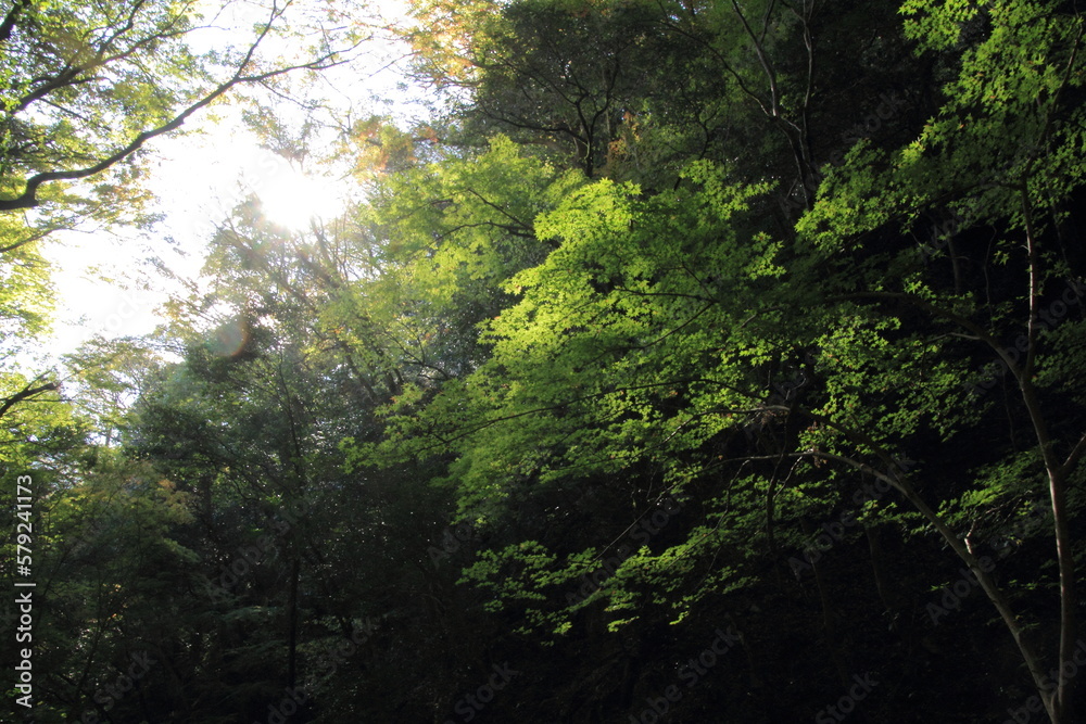 愛媛県大洲市　白滝公園の風景
