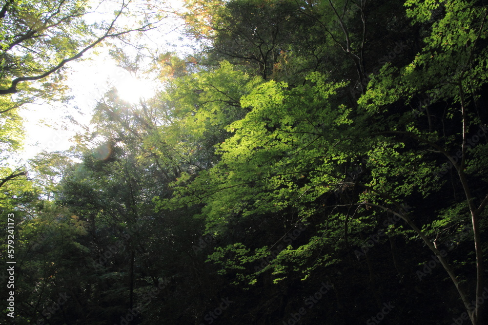 愛媛県大洲市 白滝公園の風景 愛媛県大洲市 白滝公園の風景