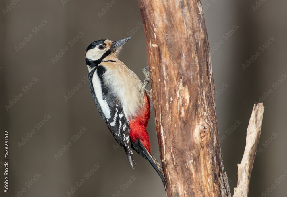Great Spotted Woodpecker - male - in the wet forest in winter Great Spotted Woodpecker - male - in the wet forest in winter