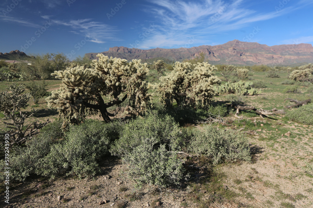 Jumping Cactus