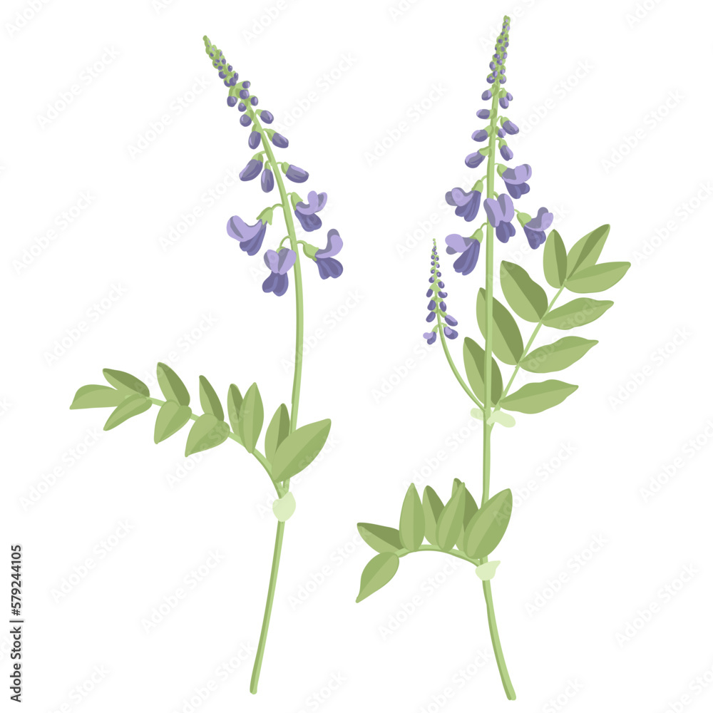 Naklejka premium goat's-rue, galega, Italian fitch, field flowers, vector drawing wild plants at white background, floral elements, hand drawn botanical illustration